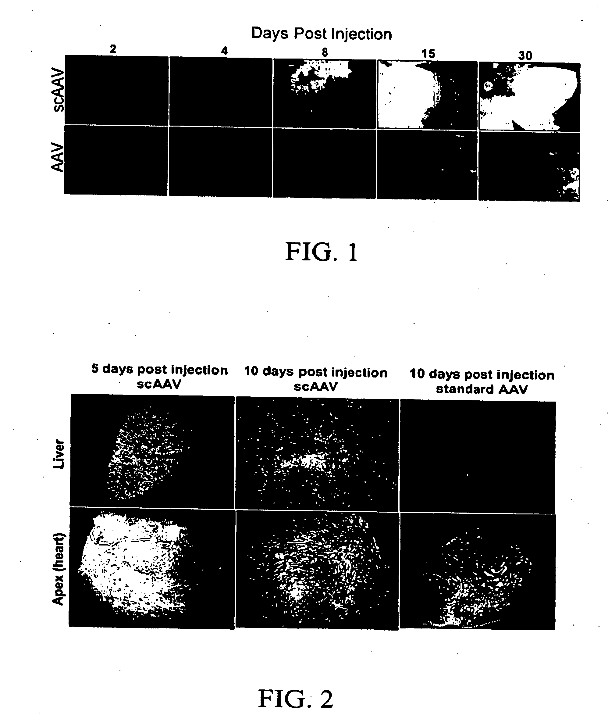 Double-stranded/self-complementary vectors with a truncated cba promoter and methods of gene delivery