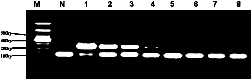 Staphylococcus aureus immune PCR (polymerase chain reaction) detection kit