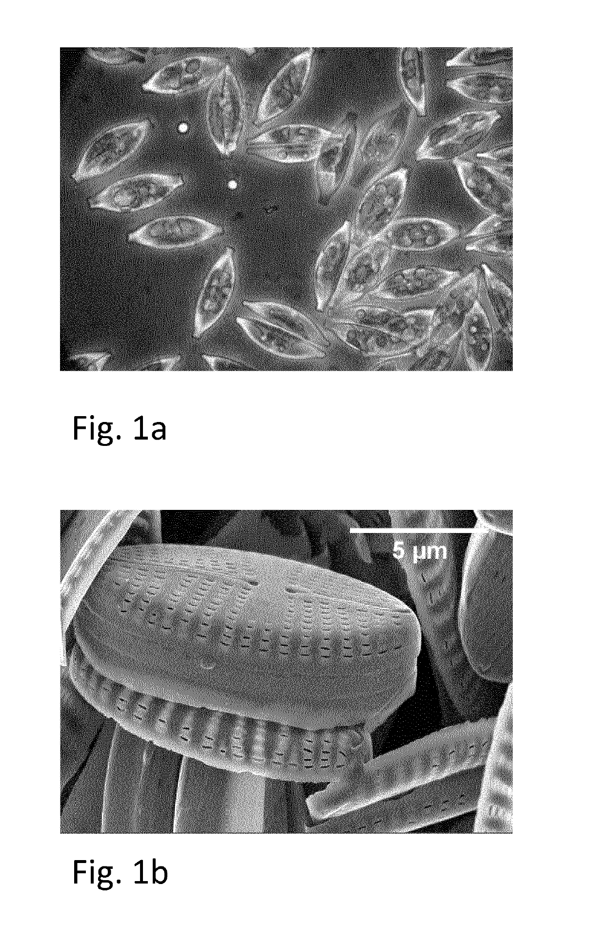 Frustules extracted from benthic pennate diatoms harvested from an industrial biofilm process