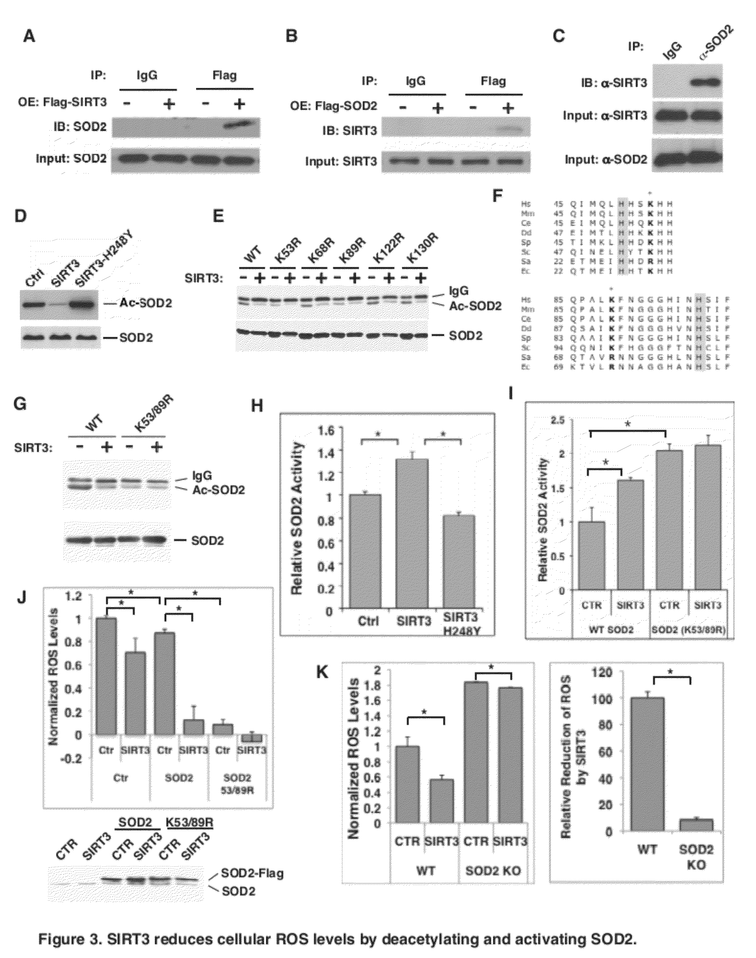 Superoxide dismutase variants and methods of use thereof