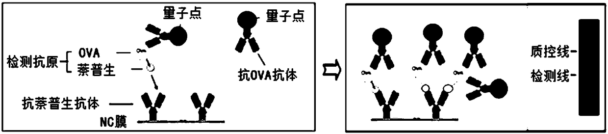 Quantum dot immunochromatography detection card and method for detecting naproxen through tertiary system competitive immunoassay process