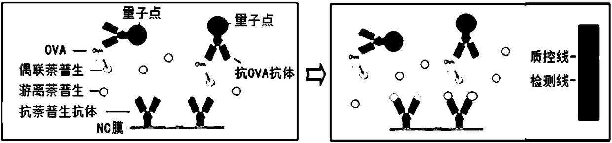 Quantum dot immunochromatography detection card and method for detecting naproxen through tertiary system competitive immunoassay process