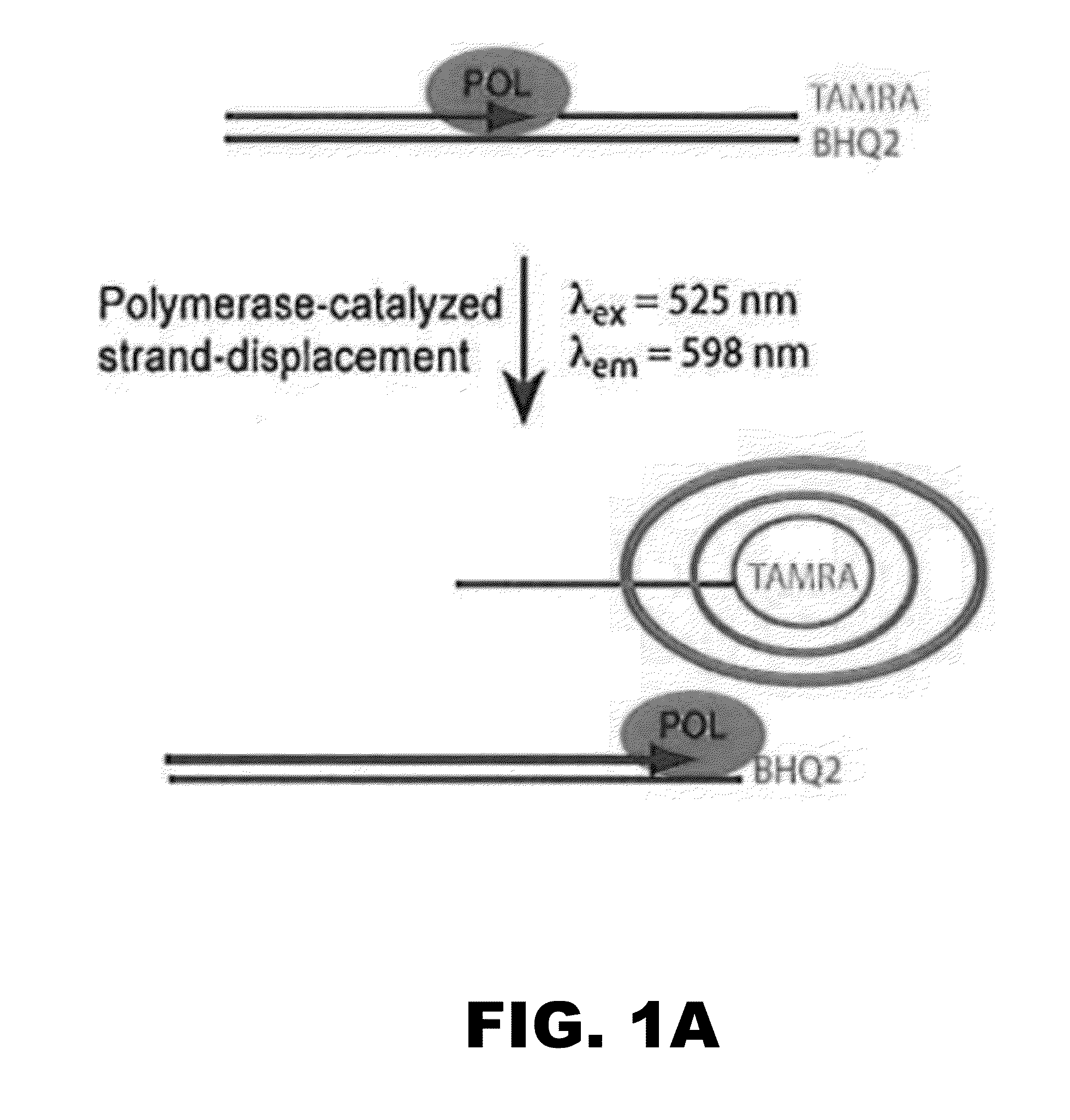 Polymerase, endonuclease, and helicase inhibitors and methods of using thereof