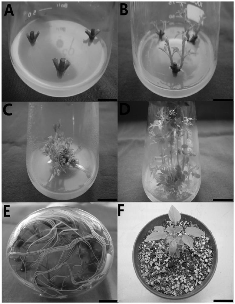 A kind of high-efficiency in vitro rapid propagation method and culture medium of clematis