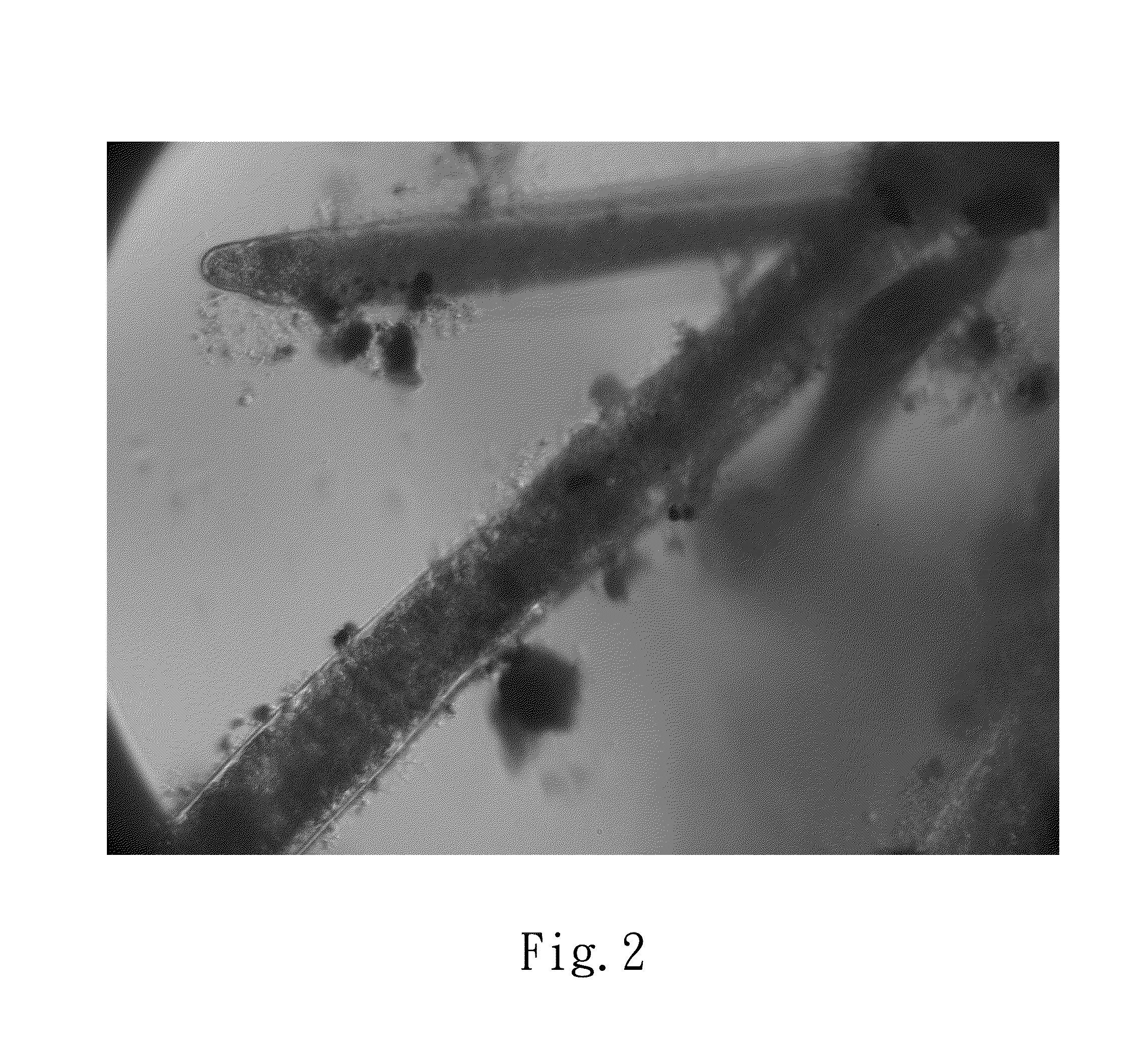 Oil extractor and the preparation method thereof