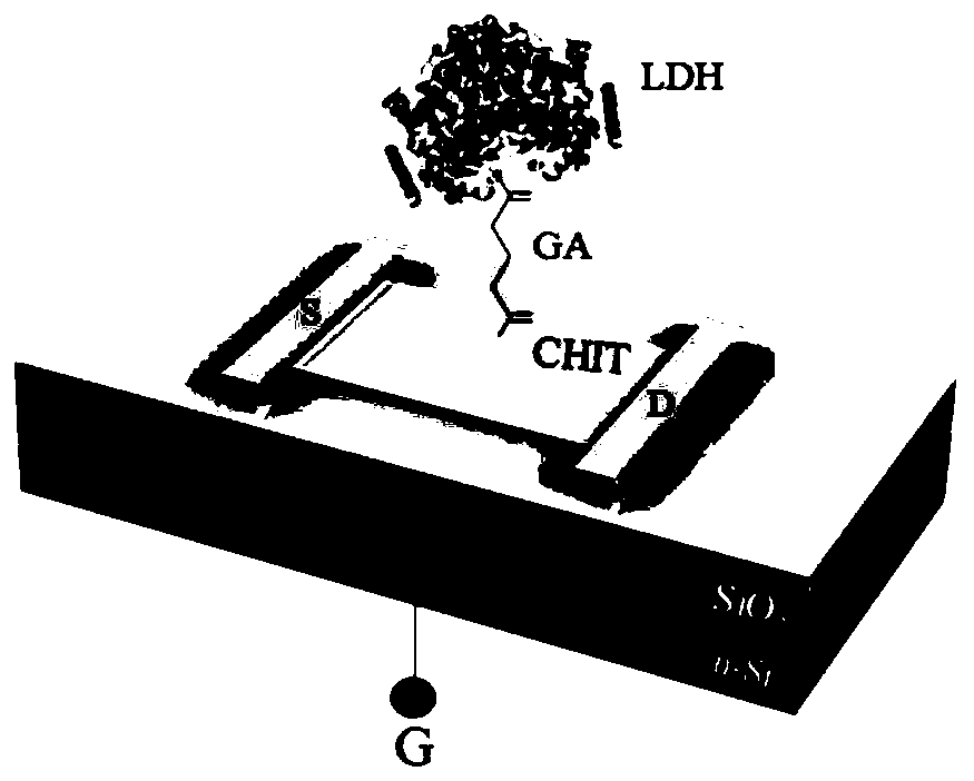 A method for measuring lactate dehydrogenase activity based on titanium dioxide thin film field effect transistor