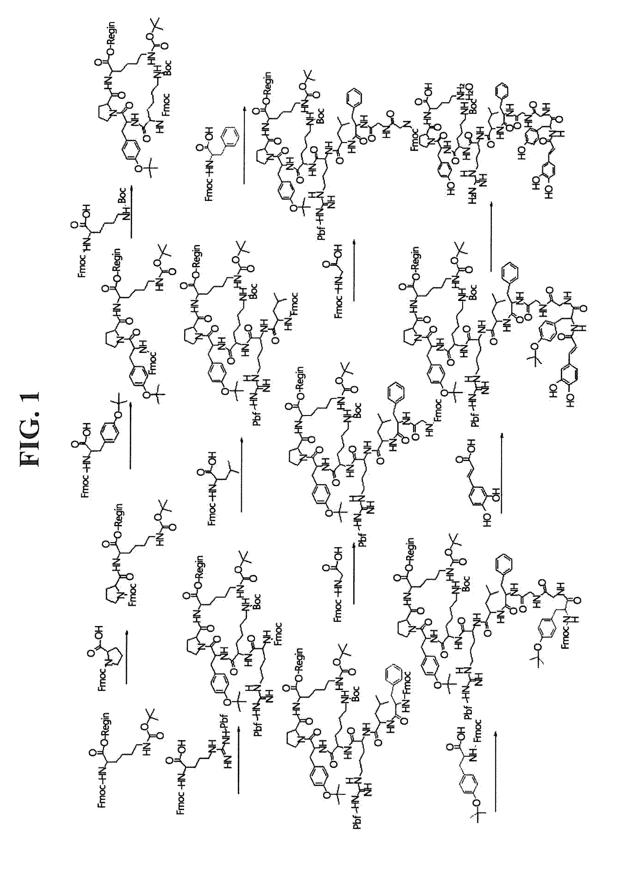 Caffeoylalphaneoendorphin peptide derivative and use thereof as Anti-itching and Anti-atopic agents