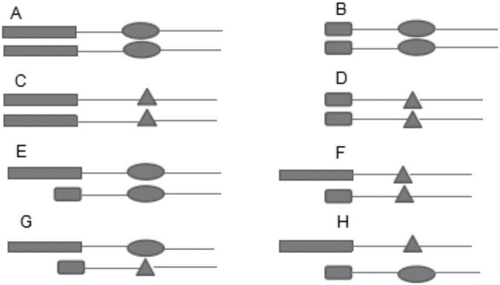 Method for analyzing mixed sample DNA (Deoxyribose Nucleic Acid) on basis of INDEL-SNP (INDEL and Single Nucleotide Polymorphism) linkage relationship