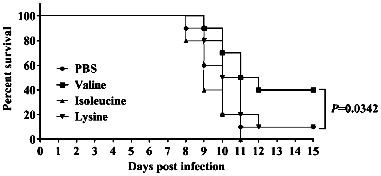 Application of valine in preparation of drug for treating or preventing infection of avian influenza virus