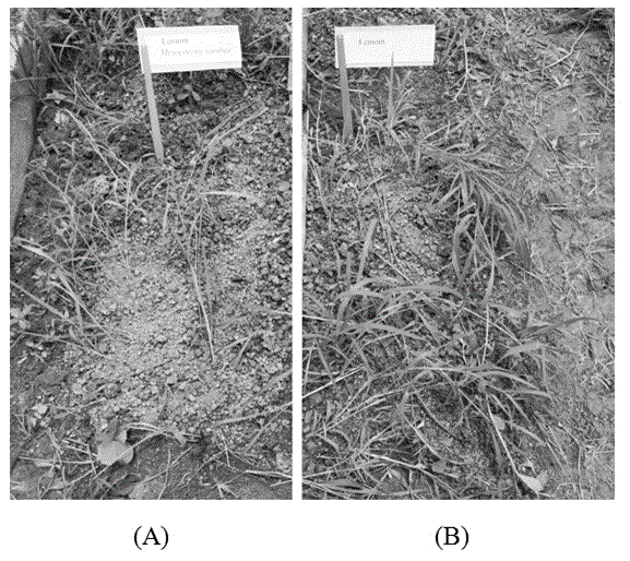 Method for suppressing growth of paddy field weeds by virtue of rice straw powder and myxobacteria