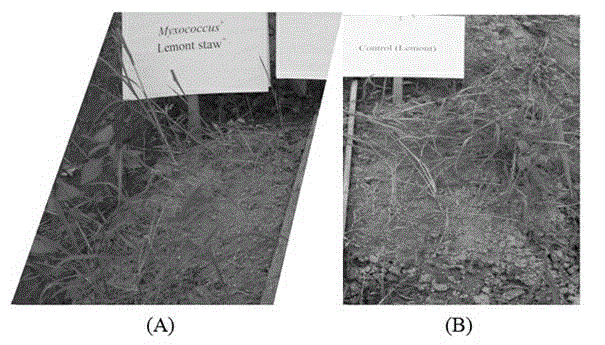 Method for suppressing growth of paddy field weeds by virtue of rice straw powder and myxobacteria