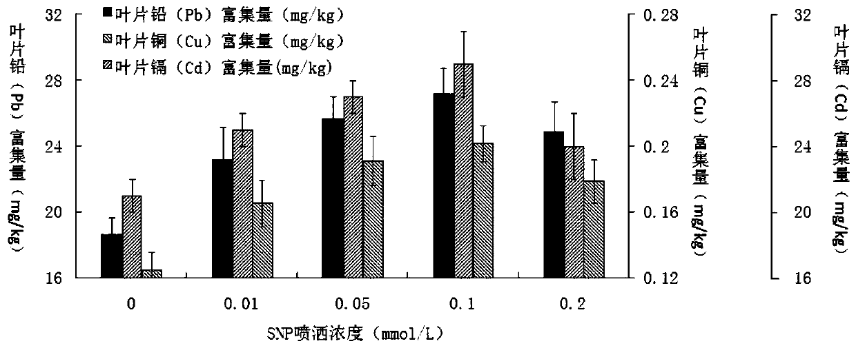 Treatment method for improving heavy metal polluted soil remediation efficiency through photinia serrulata