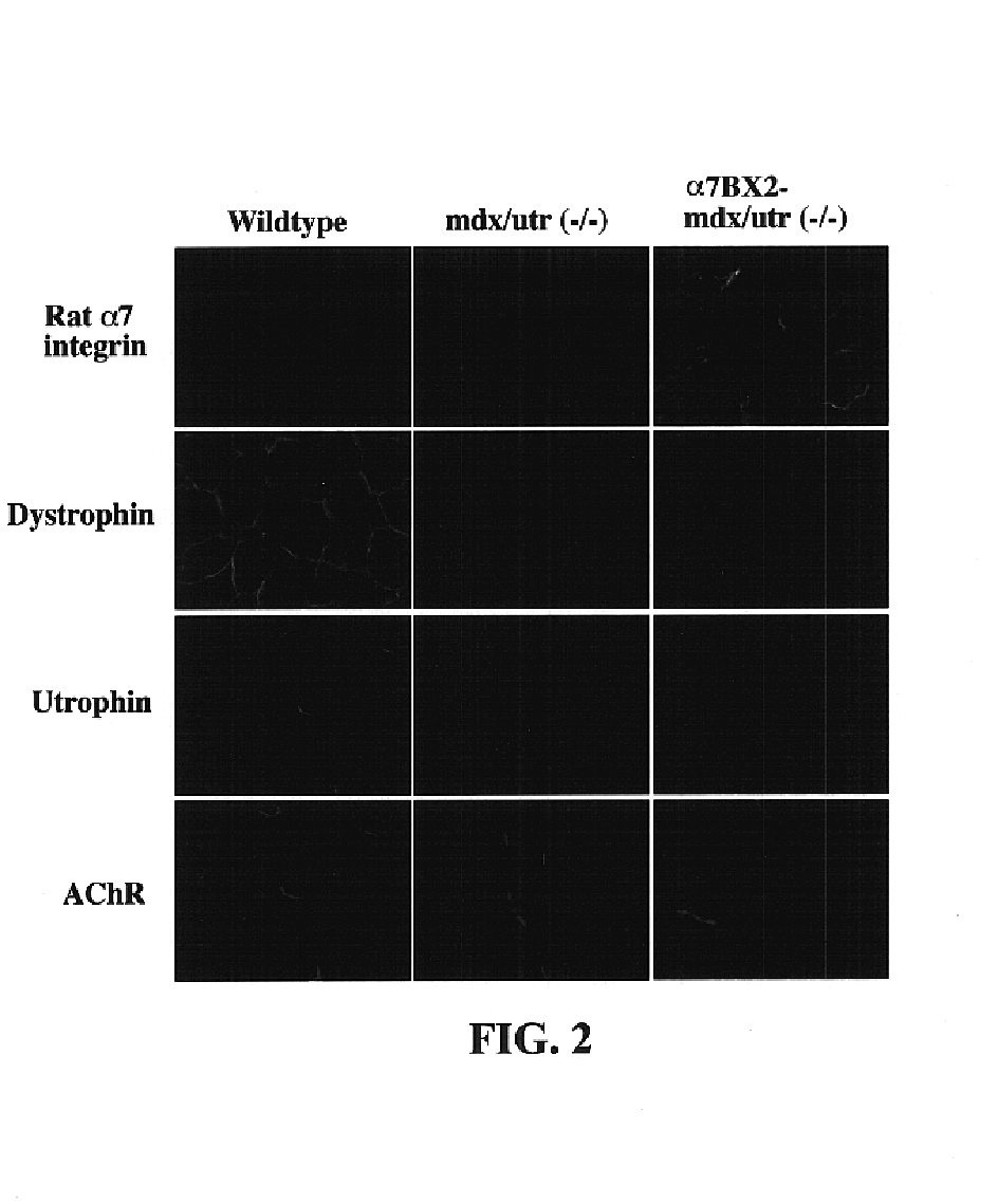 Diagnostics assay methods and amelioration of muscular dystrophy symptoms