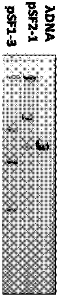 Method for screening self-transmissible broad host range plasmid carrying petroleum hydrocarbon degrading gene by utilizing triparental pairing conjugation and single carbon source of petroleum hydrocarbon