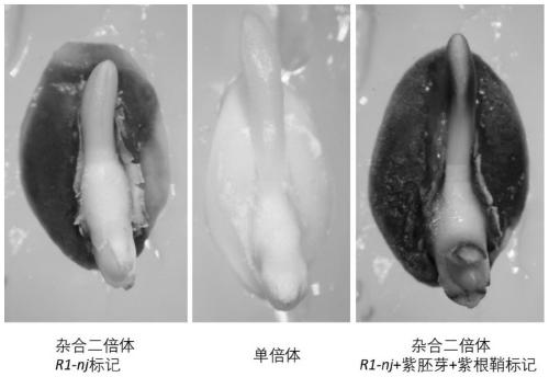 Breeding method of induction line for efficiently identifying corn haploid young embryo