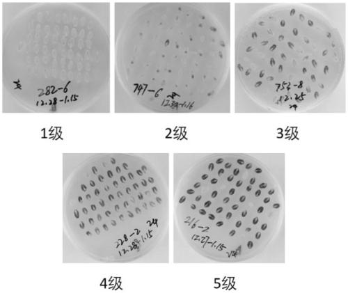 Breeding method of induction line for efficiently identifying corn haploid young embryo