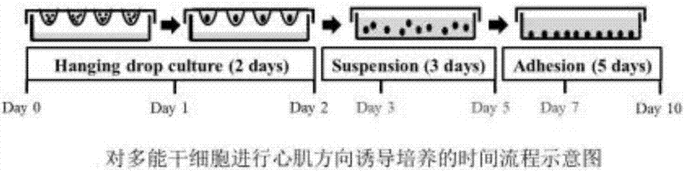 Formula of serum free medium for human pluripotent stem cells