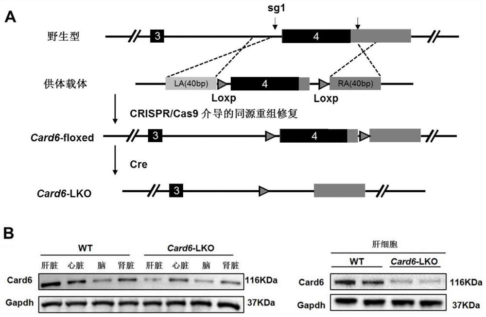 Application of caspase recruitment domain protein 6 (card6) in liver ischemia-reperfusion injury