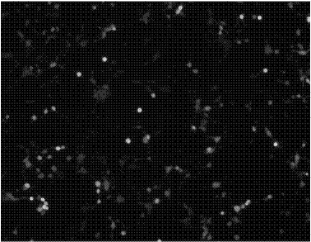 Over-expressed lentiviral vector of cdtB gene and construction method thereof as well as lentivirus containing cdtB gene and application thereof