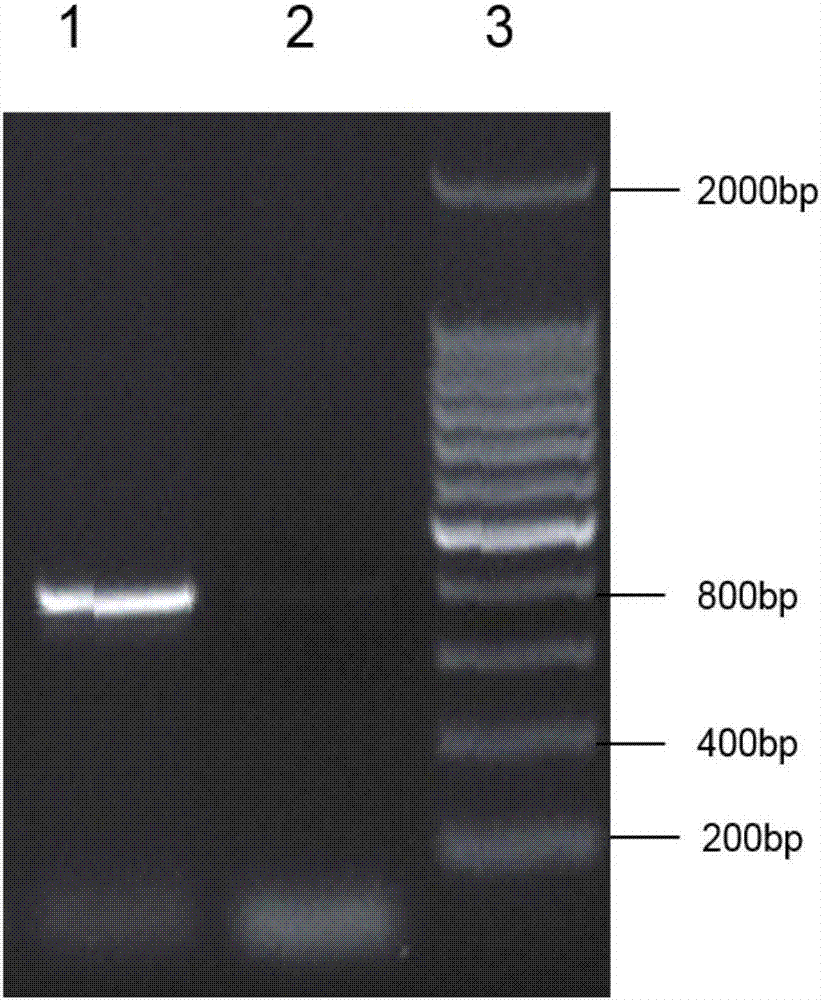 Over-expressed lentiviral vector of cdtB gene and construction method thereof as well as lentivirus containing cdtB gene and application thereof