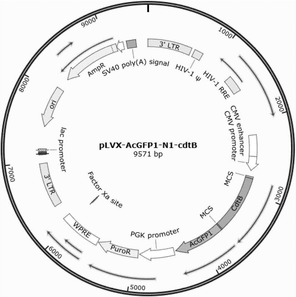 Over-expressed lentiviral vector of cdtB gene and construction method thereof as well as lentivirus containing cdtB gene and application thereof