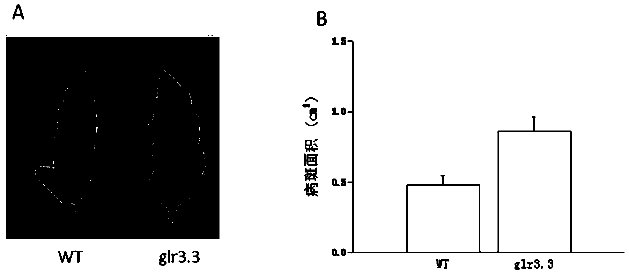 Application of slglr3 Gene in Improving Plant Botrytis Botrytis Resistance