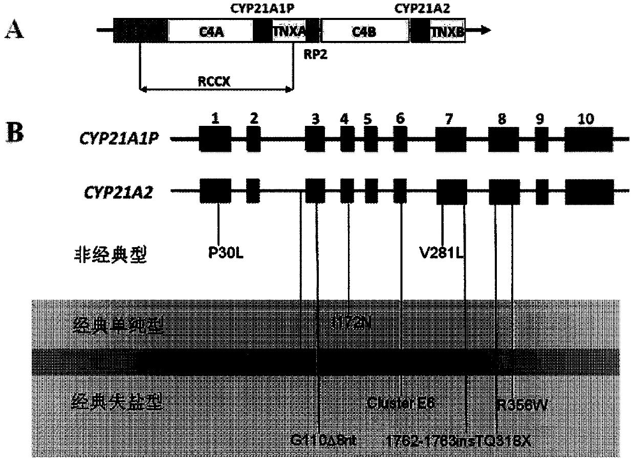 Kit used for screening CYP21A2 gene of Chinese population