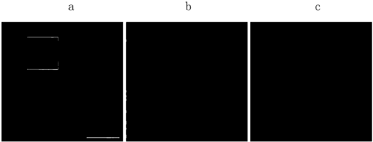Correlative light-and transmission electron microscopy sample treatment reagent and CLEM detection method