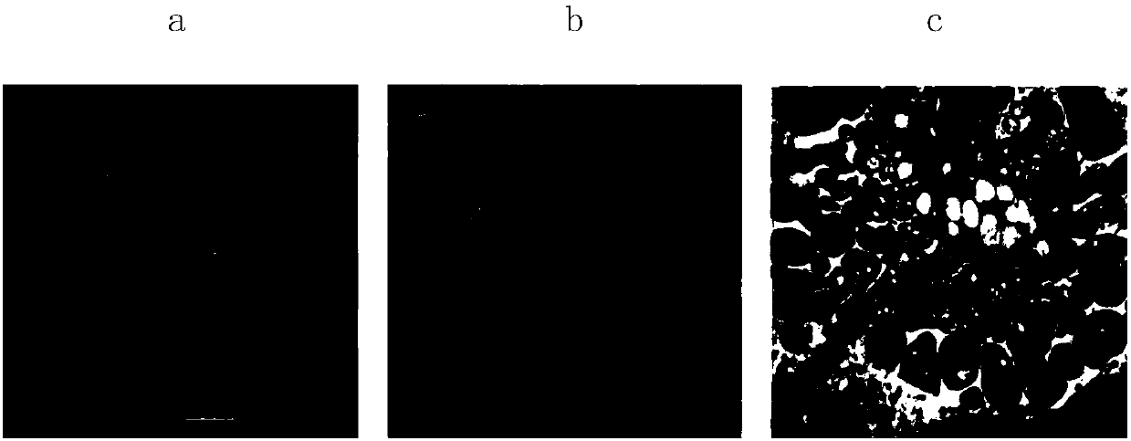 Correlative light-and transmission electron microscopy sample treatment reagent and CLEM detection method