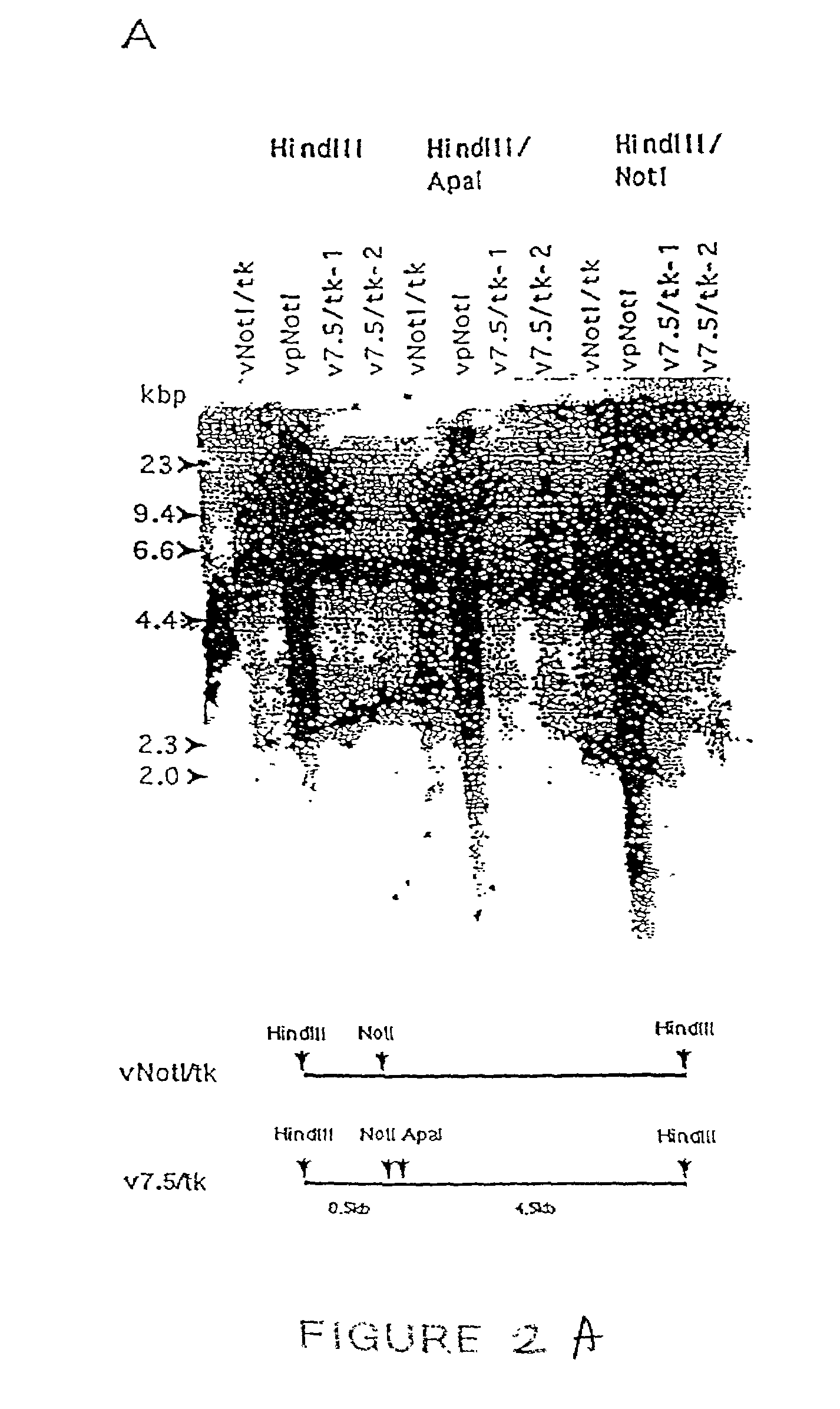Methods of directly selecting cells expressing inserts of interest