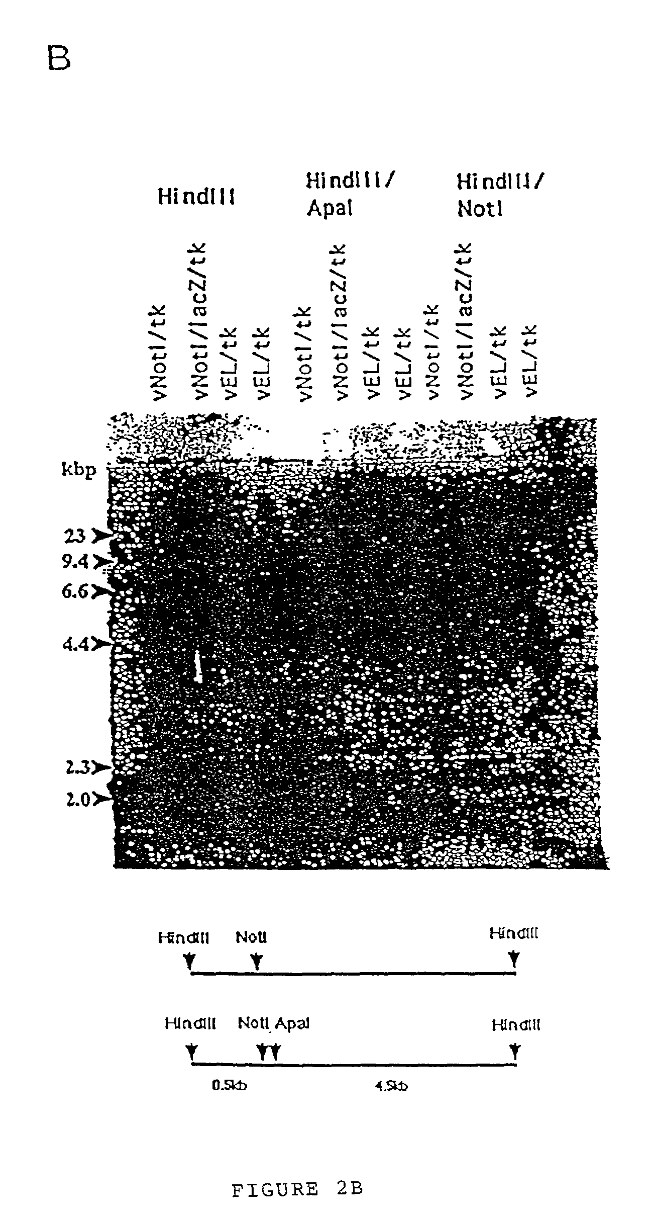 Methods of directly selecting cells expressing inserts of interest