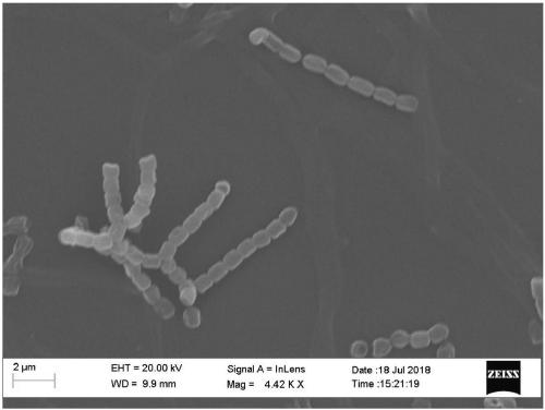 Strain for producing chitinase and application of strain