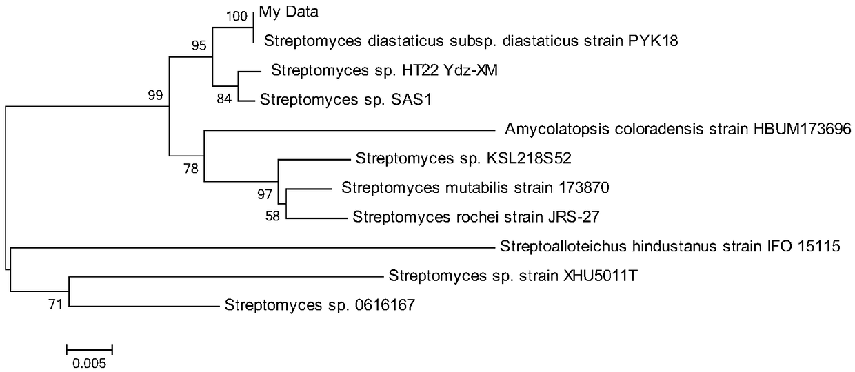 Strain for producing chitinase and application of strain