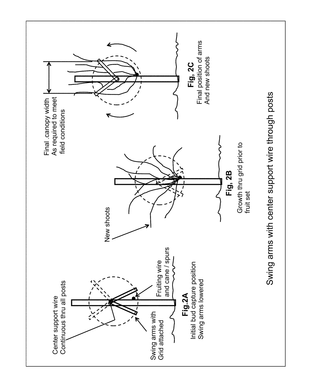 Swing Arm Training System for Vines