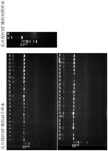 Detection method for mitochondrial copy number and sequence variation
