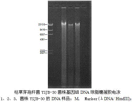 A pig-derived Bacillus subtilis and its feed probiotics prepared by solid-state fermentation