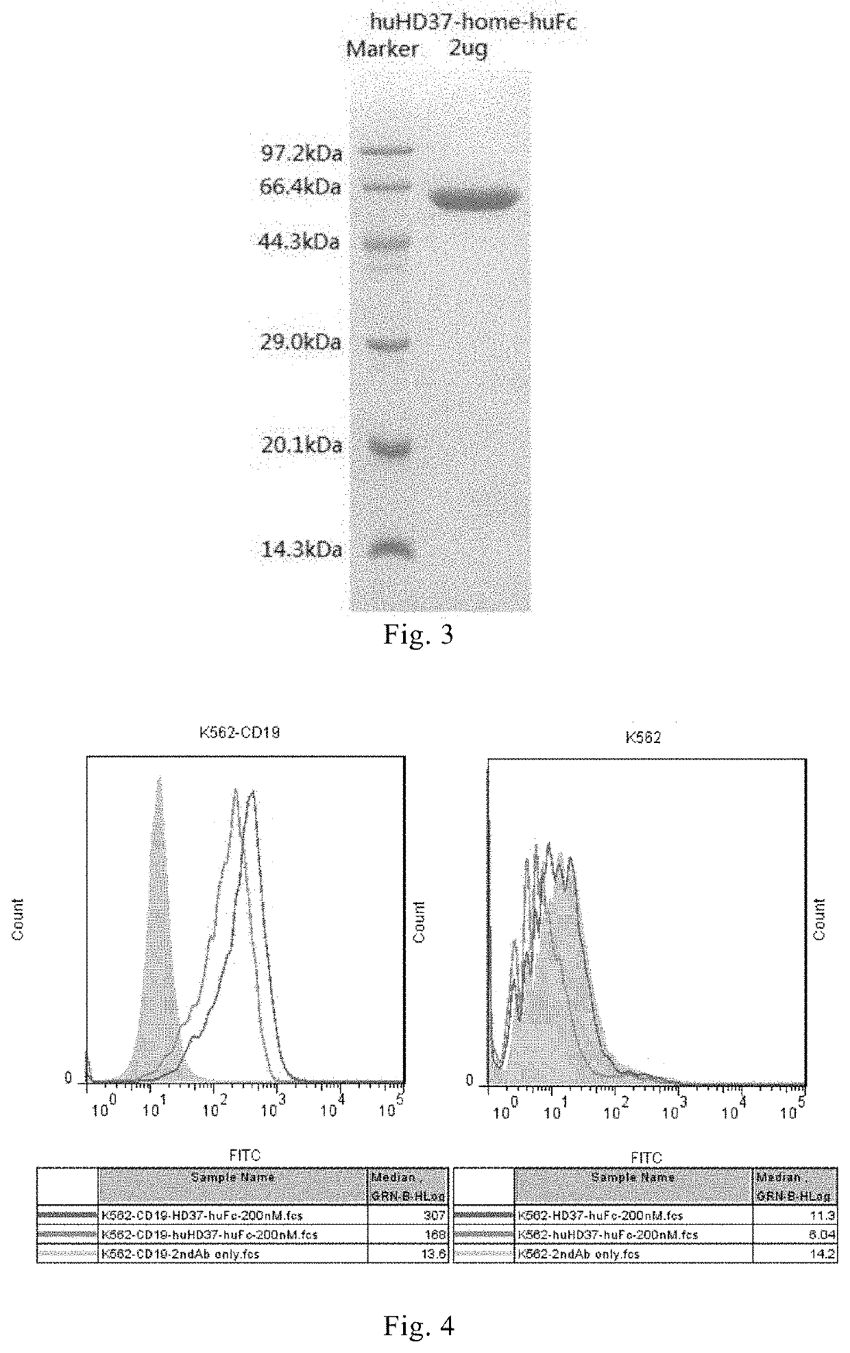 Anti-cd19 humanized antibody and immune effector cell targeting cd19