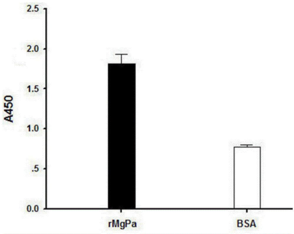 Polypeptide available for specific binding to mycoplasma genitalium adhesin protein MgPa and application thereof