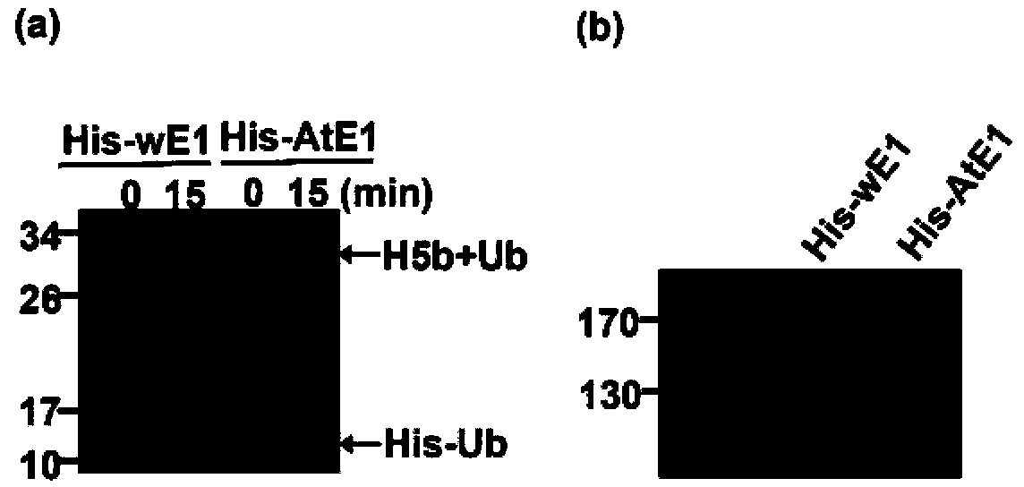 Plant in-vitro ubiquitin protein degradation system and application thereof