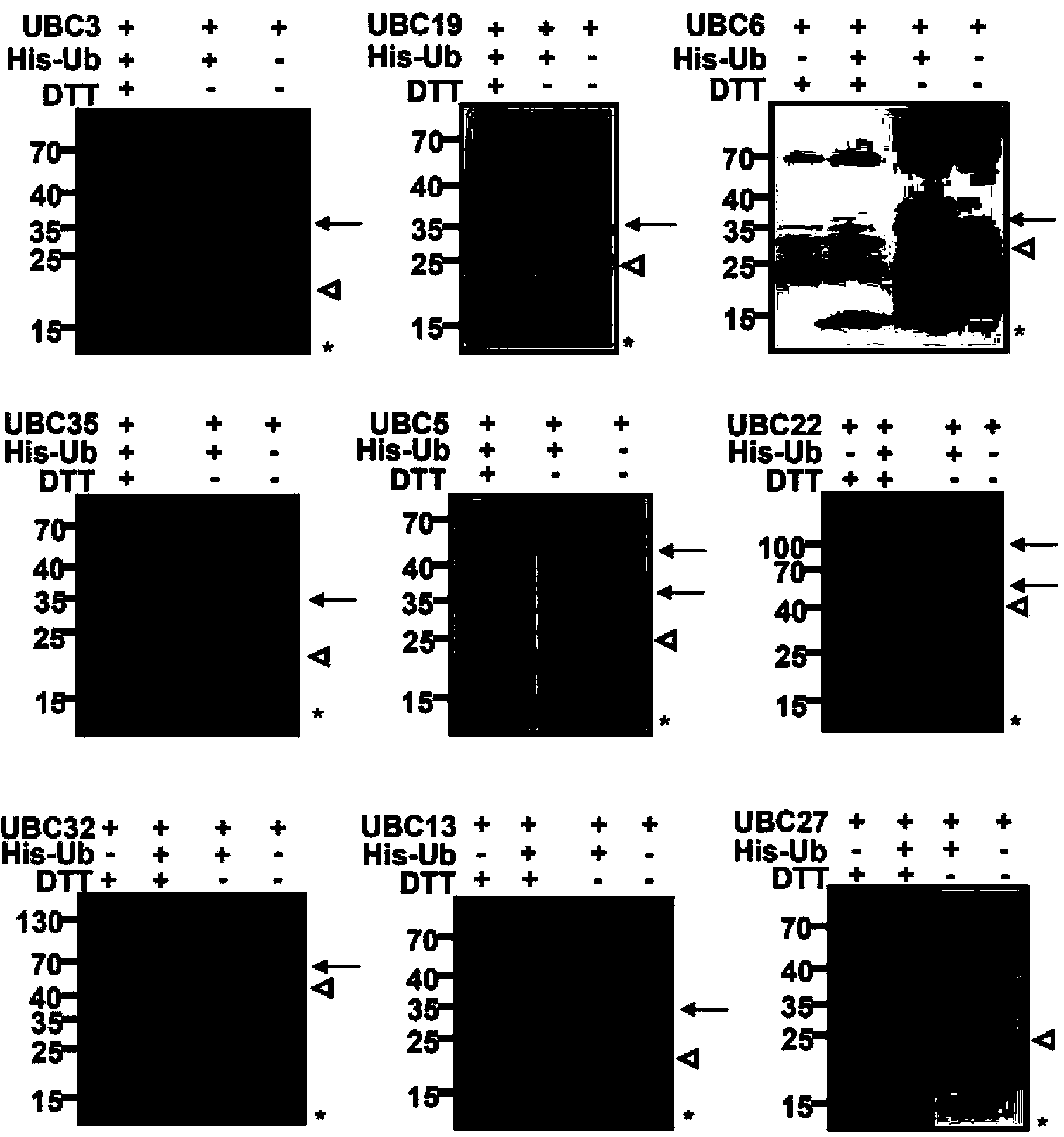 Plant in-vitro ubiquitin protein degradation system and application thereof