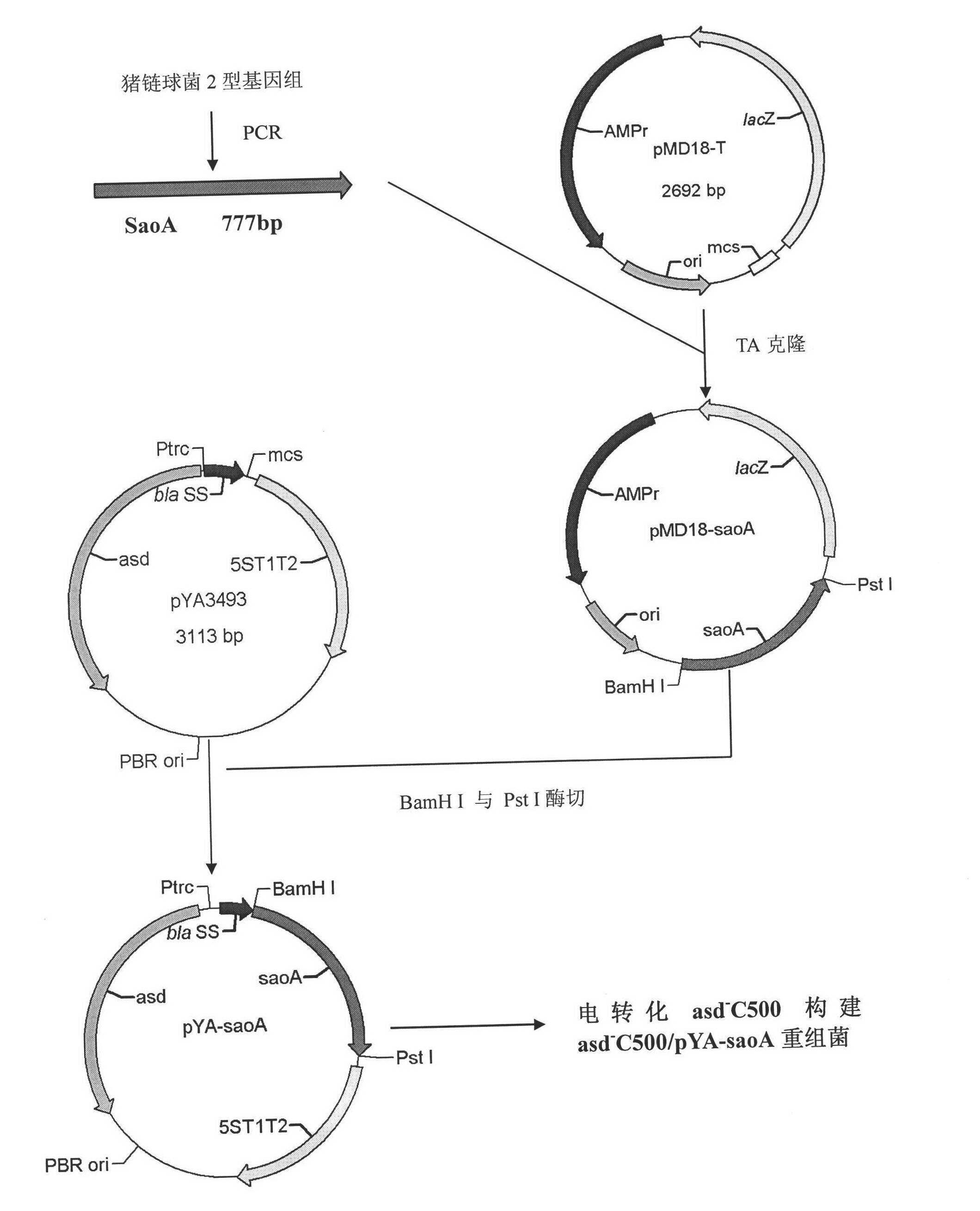 Recombinant Salmonella choleraesuis for expressing surface antigen gene sao of streptococcus suis type 2, vaccine and application