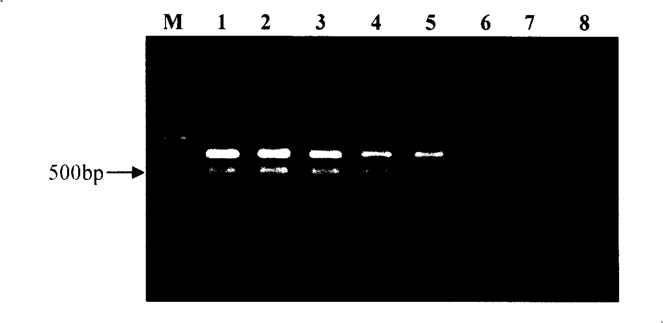 Multiple PCR rapid detection kit and detection method for pathogen in aquatic products