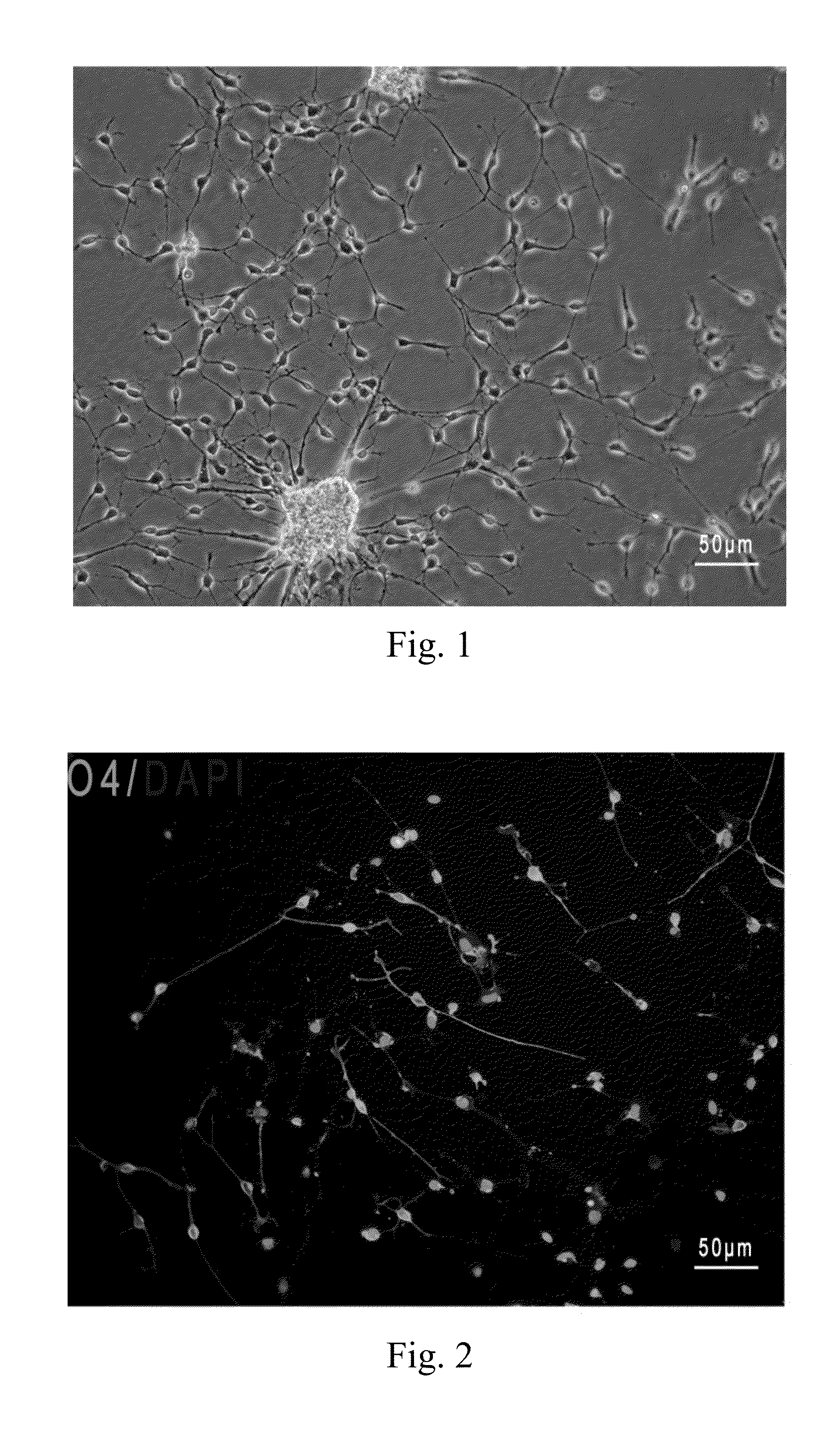 Differentiation and amplification method for inducing human neural
stem/progenitor cells to differentiate into oligodendrocyte progenitor cells and
application thereof