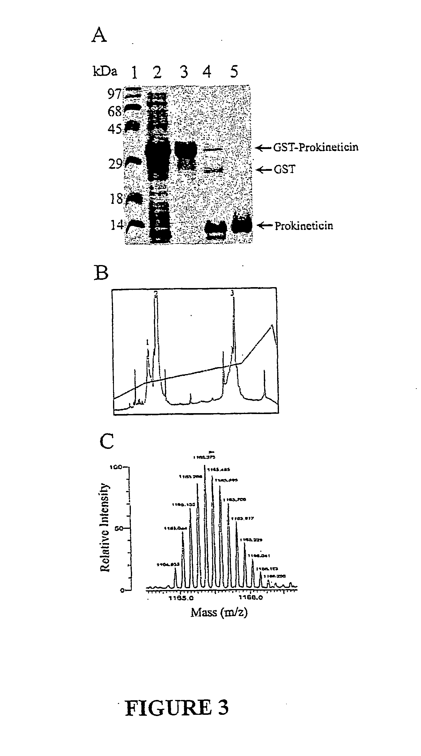 Prokineticin polypeptides, related compositions and methods
