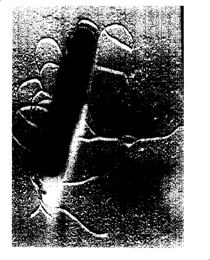 Chloride ion resistant strain S616 and its screening method