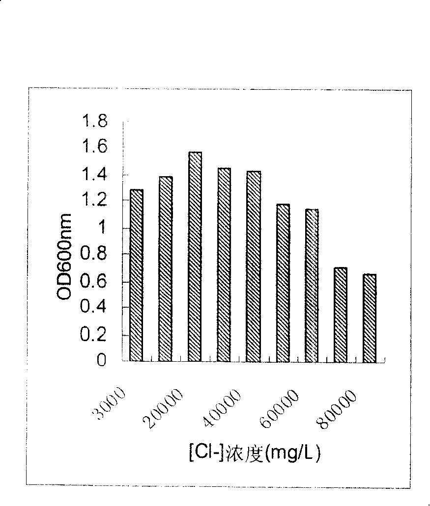 Chloride ion resistant strain S616 and its screening method