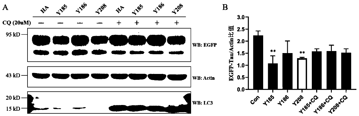 Chimeric molecule for mediating Tau protein degradation based on autophagy mechanism and application of chimeric molecule