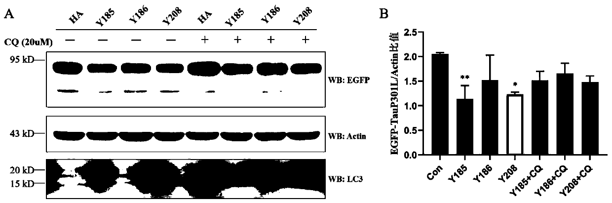 Chimeric molecule for mediating Tau protein degradation based on autophagy mechanism and application of chimeric molecule