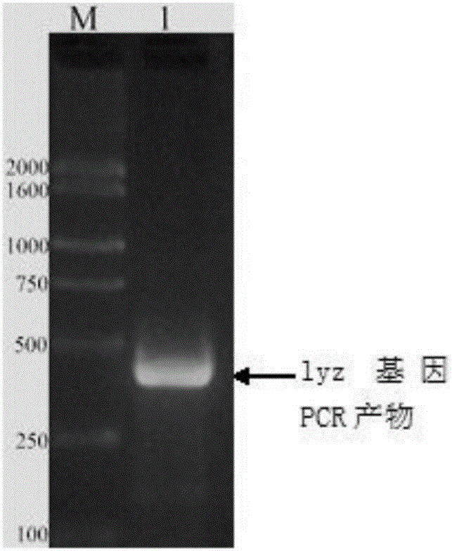 Chicken lysozyme and chicken beta-defensin 7 fused gene and preparation method thereof