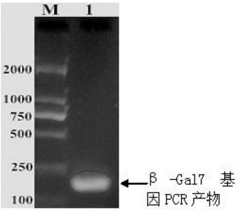 Chicken lysozyme and chicken beta-defensin 7 fused gene and preparation method thereof